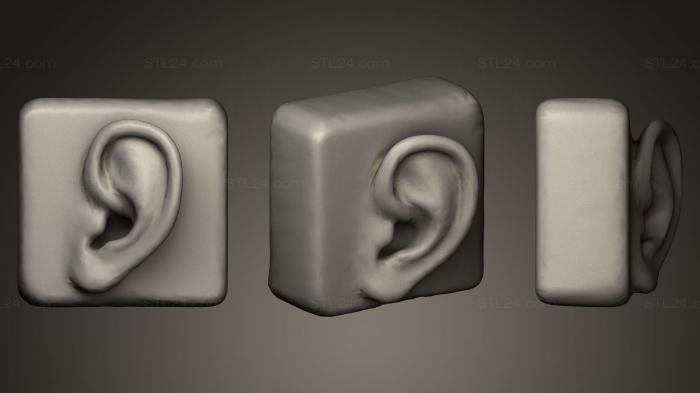 Изучение Анатомии ухо